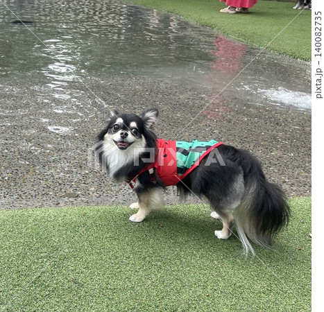 池に入る前に笑顔を見せるポメチワの子犬 池に入る前に笑顔を見せるポメチワの子犬 140082735