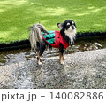 水遊びの後少し濡れてしまったのを楽しむポメチワの子犬 140082886