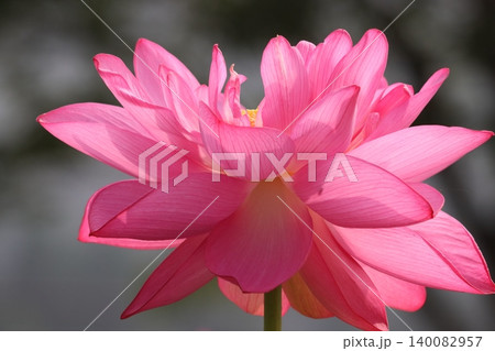 蓮の花朝陽にせかされ花弁開くー弐 蓮の花朝陽にせかされ花弁開くー弐 140082957