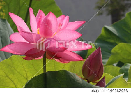 光放つ今朝の蓮花一段と鮮やかー四 光放つ今朝の蓮花一段と鮮やかー四 140082958