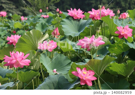 朝を待ち蓮の花今とばかりに咲くー五 140082959