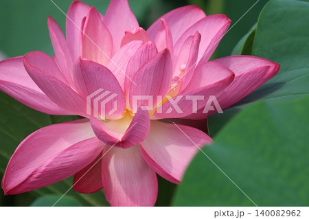 華やかな色彩放つ朝蓮華ー壱 140082962