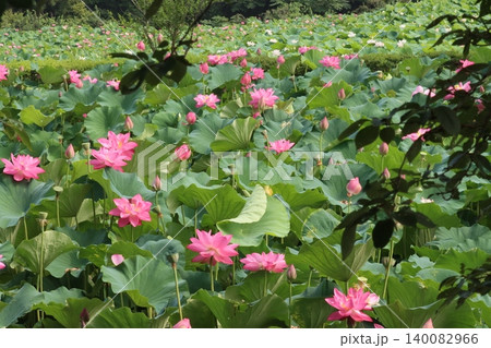 朝の池蓮花咲き誇り風わたるー壱 朝の池蓮花咲き誇り風わたるー壱 140082966