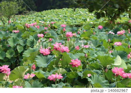 朝の池蓮花咲き誇り風わたるー弐 140082967