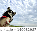 飛行機ってちっちゃいんだなぁと思うポメチワの子犬 140082987