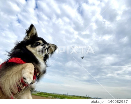 飛行機ってちっちゃいんだなぁと思うポメチワの子犬 飛行機ってちっちゃいんだなぁと思うポメチワの子犬 140082987