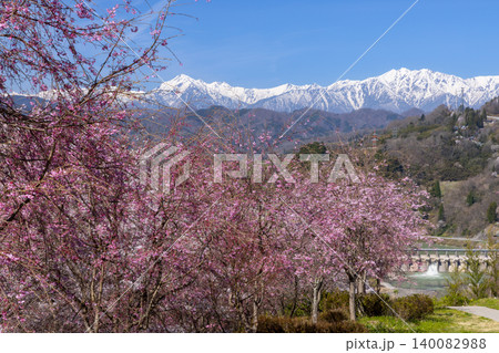 長野県長野市信更町三水　仁王山長勝寺境内のベニシダレ桜やソメイヨシノと冠雪の北アルプスの景色 140082988