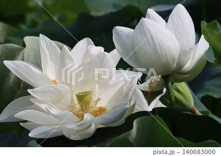 ハスの花一生懸命咲いて朝の池 140083000