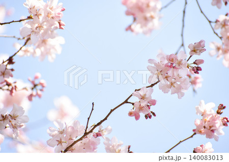 淡いピンクの桜の花 淡いピンクの桜の花 140083013