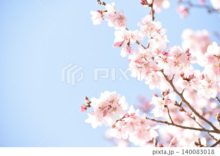 淡いピンクの桜の花 淡いピンクの桜の花 140083018