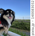 飛行機乗ってみたいねと笑顔を見せるポメチワの子犬 140083032