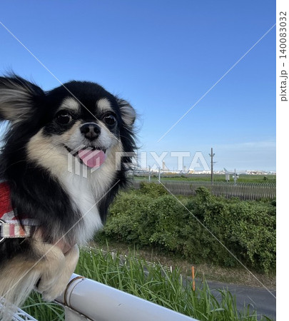 飛行機乗ってみたいねと笑顔を見せるポメチワの子犬 飛行機乗ってみたいねと笑顔を見せるポメチワの子犬 140083032