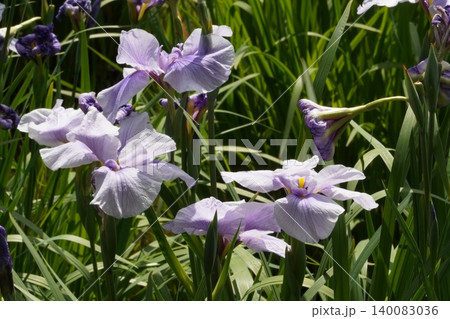 初夏の水元公園 美しく開花した淡い藤色の花菖蒲（東京・5月撮影） 140083036