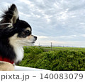 飛行機が飛びたつところを見つめるポメチワの子犬 140083079