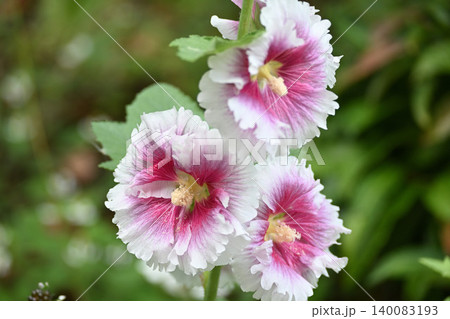 ピンクのタチアオイの花が咲いています ピンクのタチアオイの花が咲いています 140083193