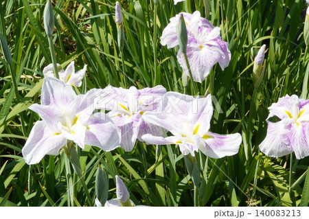 初夏の強い日差しを浴びて輝く水元公園の花菖蒲（東京・5月撮影） 140083213
