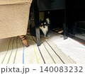 ソファとピアノの下で避難訓練をするポメチワの子犬 140083232