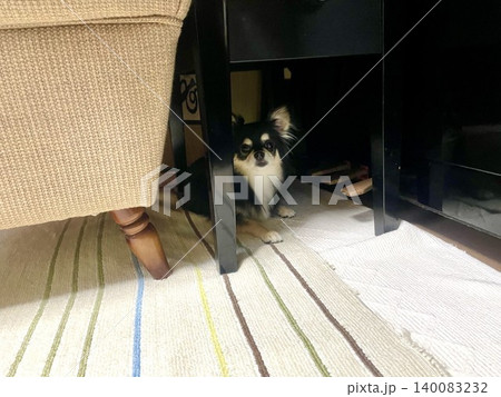 ソファとピアノの下で避難訓練をするポメチワの子犬 ソファとピアノの下で避難訓練をするポメチワの子犬 140083232