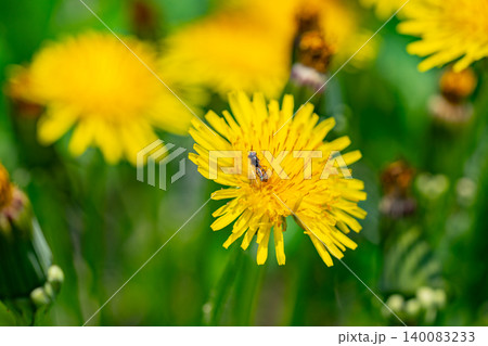 Yellow dandelion flowers Taraxacum officinale. Dandelion on spring sunny day Yellow dandelion flowers Taraxacum officinale. Dandelion on spring sunny day 140083233