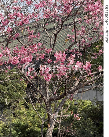 桜、寒緋桜、沖縄 桜、寒緋桜、沖縄 140083265