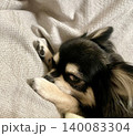 お昼寝を邪魔されことに怒って睨みつけるポメチワの子犬 140083304