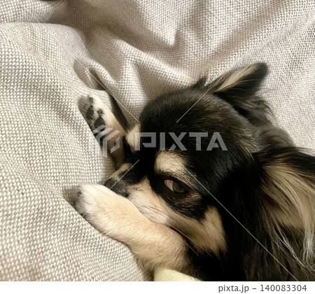 お昼寝を邪魔されことに怒って睨みつけるポメチワの子犬 お昼寝を邪魔されことに怒って睨みつけるポメチワの子犬 140083304