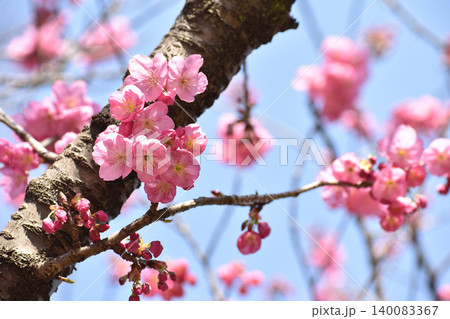 鮮やかなピンクの横濱緋桜 鮮やかなピンクの横濱緋桜 140083367