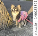 散歩中に夕陽を見つめてたたずむポメチワの子犬 140083391