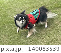 スイカの洋服を着て必死に逃げるポメチワの子犬 140083539