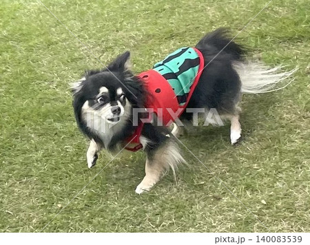 スイカの洋服を着て必死に逃げるポメチワの子犬 スイカの洋服を着て必死に逃げるポメチワの子犬 140083539