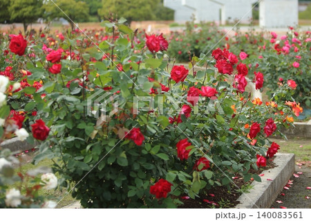 荒尾市 おもやい市民花壇 バラの花、 荒尾市 おもやい市民花壇 バラの花、 140083561