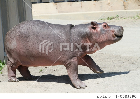 ご機嫌顔で散歩するカバの赤ちゃん ご機嫌顔で散歩するカバの赤ちゃん 140083590