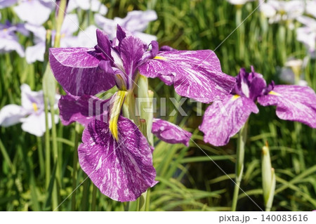 初夏の水元公園 白い絞り模様が美しい紫の花菖蒲（東京・5月撮影） 140083616