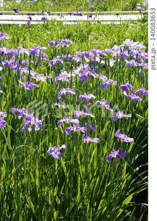 初夏の水元公園 木道沿いに咲き誇る美しい花菖蒲の群生(東京・縦構図) 初夏の水元公園 木道沿いに咲き誇る美しい花菖蒲の群生(東京・縦構図) 140083653