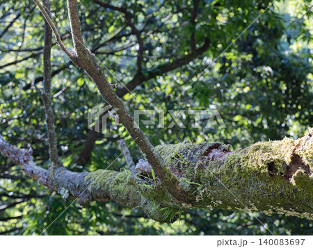 苔に包まれた長く伸びた歴史的枝、佐賀 見返りの滝 140083697
