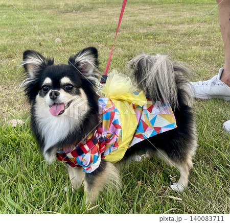 浴衣を着て笑顔を見せるポメチワの子犬 浴衣を着て笑顔を見せるポメチワの子犬 140083711