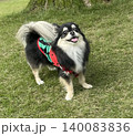 お散歩中に満面の笑みを浮かべるポメチワの子犬 140083836