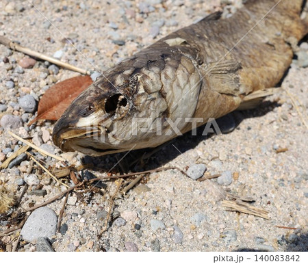 干からびた魚の死骸 140083842