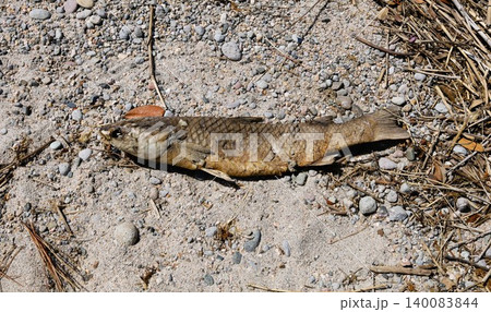 干からびた魚の死骸 干からびた魚の死骸 140083844