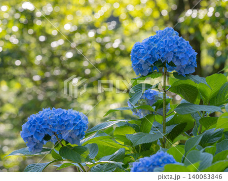 背伸びする青い紫陽花 背伸びする青い紫陽花 140083846
