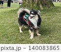 夏のお散歩中楽しそうな笑顔を見せるポメチワの子犬 140083865