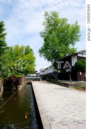 岐阜県飛騨市_福全寺跡の大イチョウ7_2025年6月 140083944