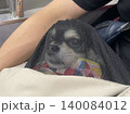 移動中にネットの中に入れられるポメチワの子犬 140084012