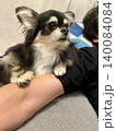 人間の腕を土台にTVを見るポメチワの子犬 140084084