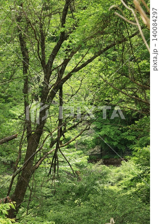 新緑の林道 新緑の林道 140084297