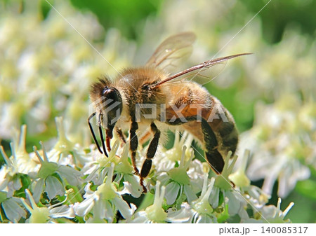 Honey bee on white flower 140085317