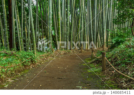 殿ヶ谷戸庭園の美しい竹林と散策路 2023年9月 140085411