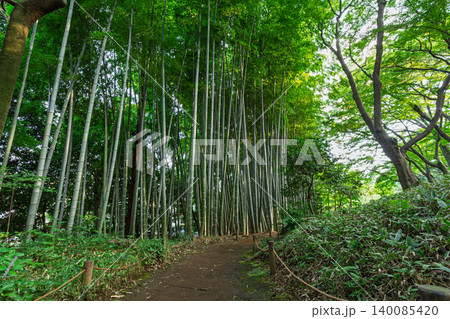 静寂に包まれた殿ヶ谷戸庭園の竹林の小道 2023年9月 静寂に包まれた殿ヶ谷戸庭園の竹林の小道 2023年9月 140085420