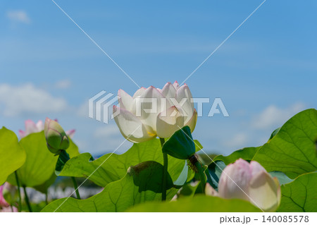 青空の下で優雅に開花する一輪の白い蓮の花 青空の下で優雅に開花する一輪の白い蓮の花 140085578
