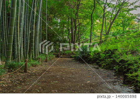 殿ヶ谷戸庭園の竹林に続く緑豊かな小道 2023年9月 殿ヶ谷戸庭園の竹林に続く緑豊かな小道 2023年9月 140085898